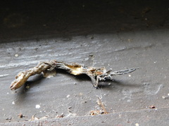 Hemiphyllodactylus typus