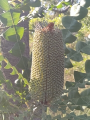 Banksia grandis