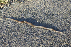 Lycodonomorphus rufulus