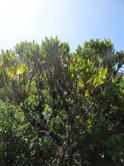 Leucadendron laureolum