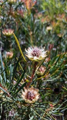 Protea scolymocephala