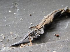 Hemiphyllodactylus typus