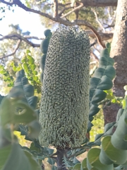 Banksia grandis