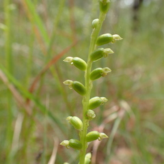Microtis parviflora