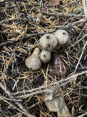 Lycoperdon nigrescens