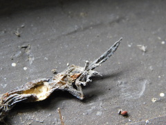 Hemiphyllodactylus typus