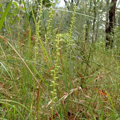 Microtis parviflora