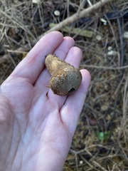 Lycoperdon nigrescens