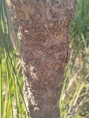 Banksia grandis