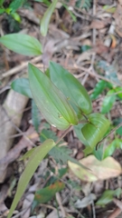Tripladenia cunninghamii