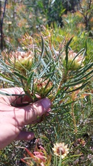 Protea scolymocephala