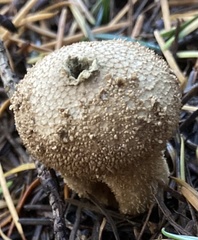 Lycoperdon nigrescens