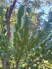 Banksia grandis