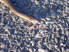 Lycodonomorphus rufulus