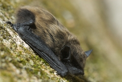 Eptesicus serotinus