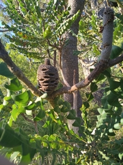 Banksia grandis