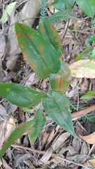 Tripladenia cunninghamii