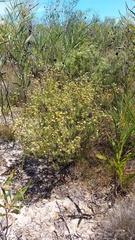 Leucadendron cinereum