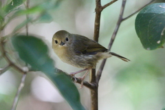 Large-Billed Scrubwren photo 5