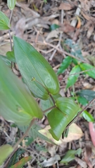 Tripladenia cunninghamii