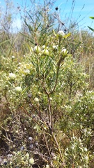 Leucadendron cinereum