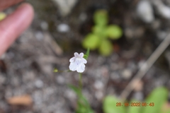 Nemesia diffusa