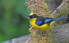 Anisognathus somptuosus