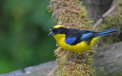 Anisognathus somptuosus