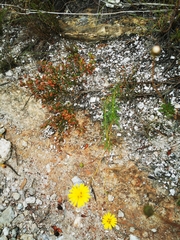 Ursinia paleacea
