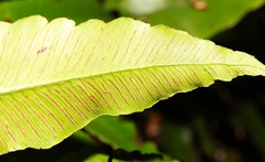 Diplazium donianum