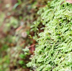 Rhynchostegium confertum