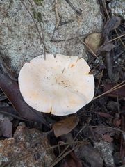 Cantharellus pallens