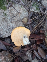 Cantharellus pallens