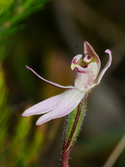 Caladenia minor