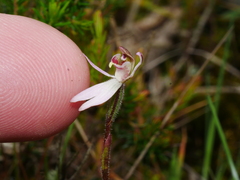 Caladenia minor