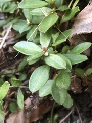 Polygaloides chamaebuxus