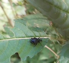 Otiorhynchus gemmatus