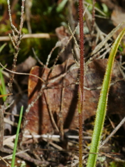 Caladenia minor