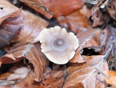 Macrocystidia cucumis