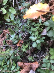 Polygaloides chamaebuxus