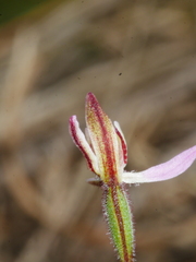 Caladenia minor