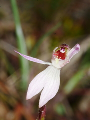 Caladenia minor