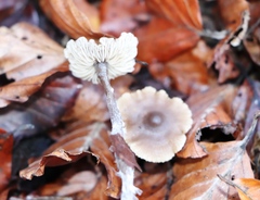 Macrocystidia cucumis