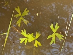 Ranunculus amphitrichus