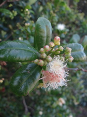 Myrcia