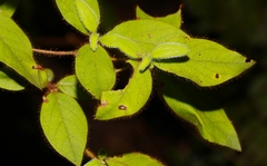 Rhododendron oldhamii