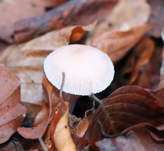 Mycena rosea