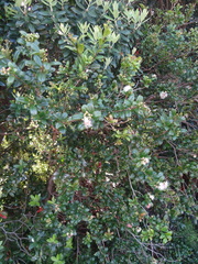 Myrcia