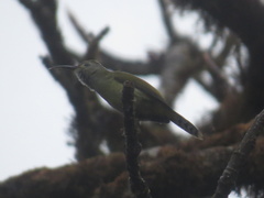 Aethopyga nipalensis