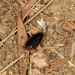Blaberoidea